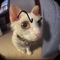 Cat Skala