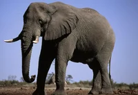 Allied elephant 