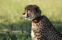 A Friendly Cheetah