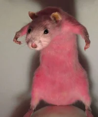 deceased_rat