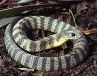 Tiger Snake