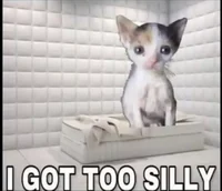 Silly cat 