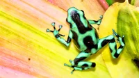 Poison Dart Frog