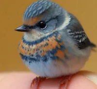 Bird