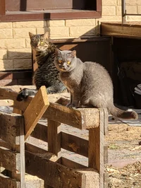 musya and Busya