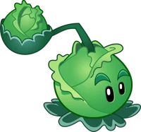 Cabbage Pult