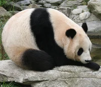 Giant Panda
