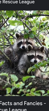 Raccoons