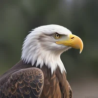 Eagle