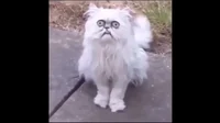 Wilfred Warrior
