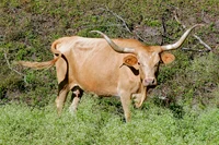 Longhorn Cow