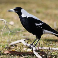 Butcherbird 