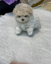 Poodle pup