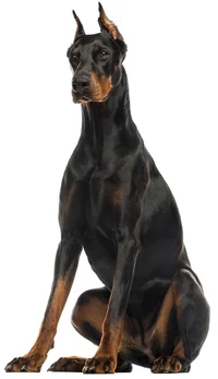 Trixy the Doberman