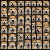 100 doges