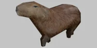 Capybara