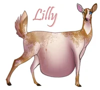 Lilly Deer 