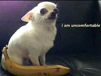 dog scared of banana