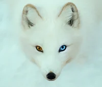 Pet Arctic Fox