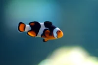 Baby Clownfish