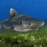 Tiger Shark