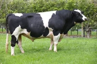 Holstein Bull