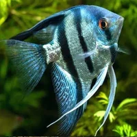 Zara The Angelfish