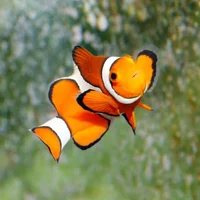 Mom Clownfish