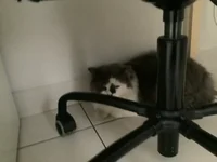 hiding cat