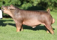Duroc pig