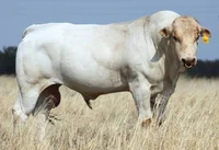 Chianina Bull