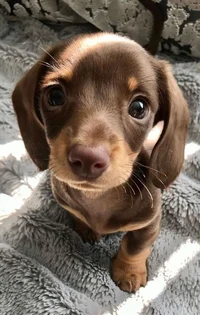 Doggy
