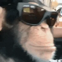 Cool chimp