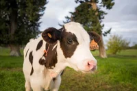 Friesian Cow Calf