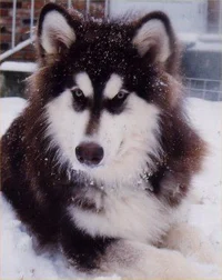 Kirk - Malamute