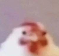 The Meme Chicken 