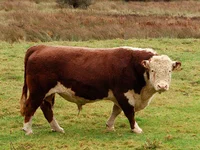 Hereford Cow