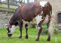 Friesian cow