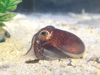 Cuttlefish Joe