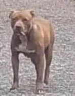 Playground Pitbull
