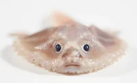Deep sea batfish