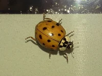 Asian Lady Beetle