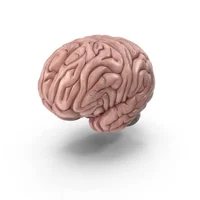 Brain
