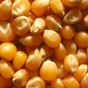 Corn Kernel