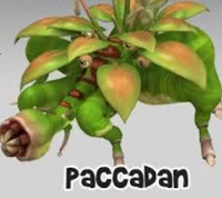 Paccadan