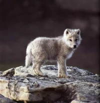 The wolf cub