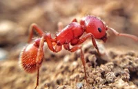 Red ant