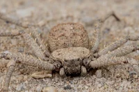 Six-eyed Sand Spider