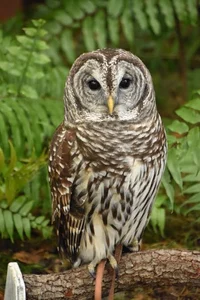 Barn Owl