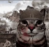 Vietnam War Cat 